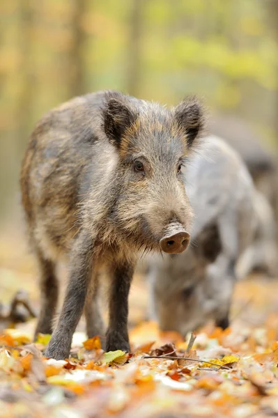 Cinghiale maschio in autunno, nella foresta — Foto Stock