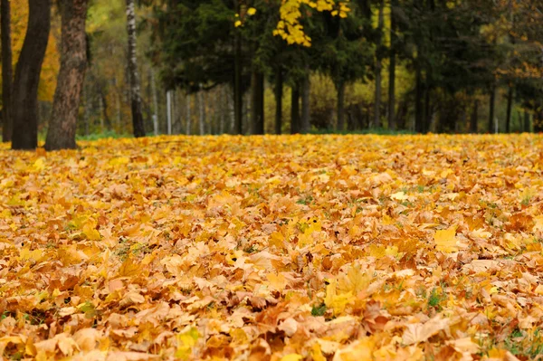 Collectie van mooie kleurrijke herfstbladeren — Stockfoto