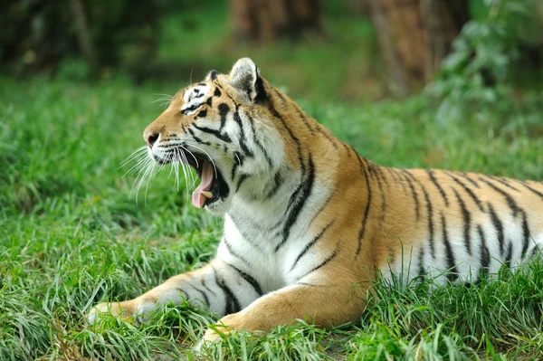 Tigre — Foto Stock