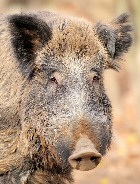 Erkek yaban domuzu Güz, orman — Stok fotoğraf