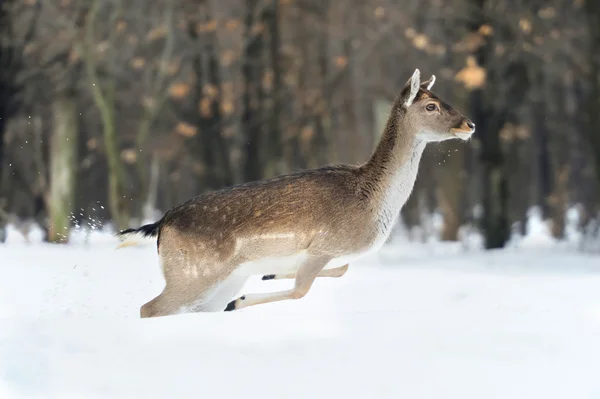 野生の鹿が、森林の縁に沿って実行されます。 — ストック写真