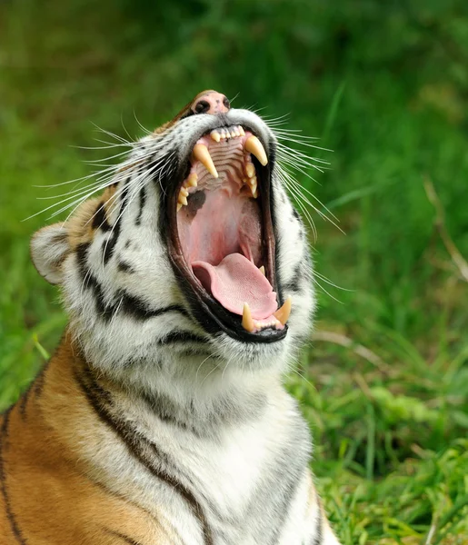 Tiger — Stockfoto