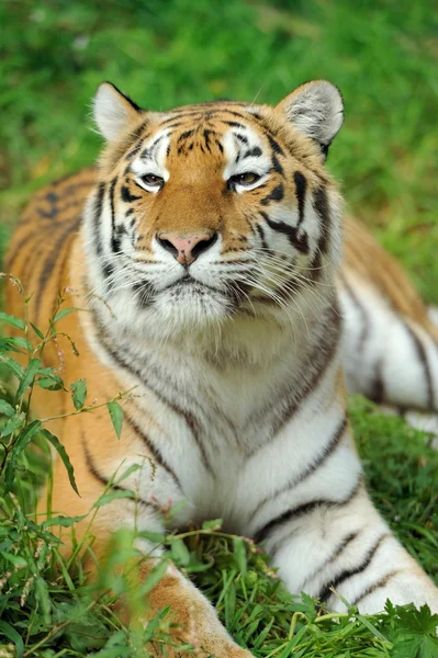 Tiger — Stockfoto