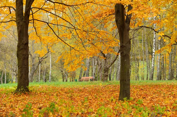 Collectie van mooie kleurrijke herfstbladeren — Stockfoto