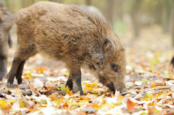 在秋季，在森林里，男性野猪 — 图库照片