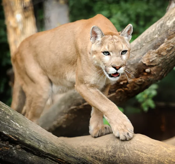 Puma. — Fotografia de Stock