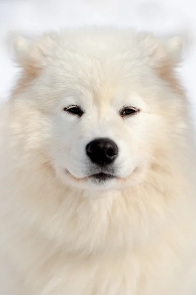 Retrato de Samoyed — Fotografia de Stock