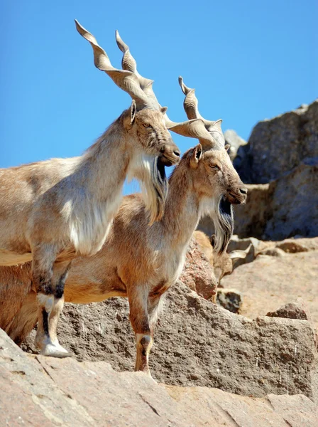 Markhor — Stock Photo, Image