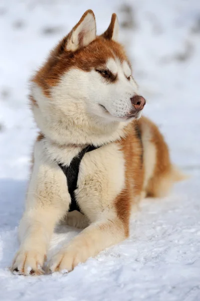 Siberian husky dog winter portrait — Stock Photo, Image