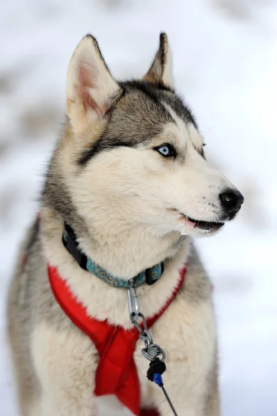 Szibériai husky kutya téli portré — Stock Fotó