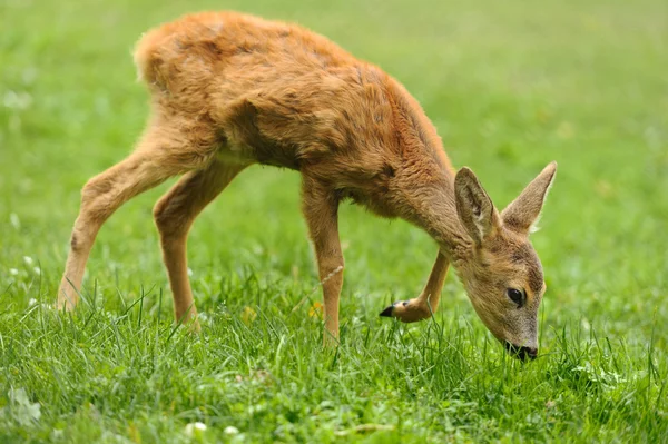 Baby deer — Stock Photo, Image