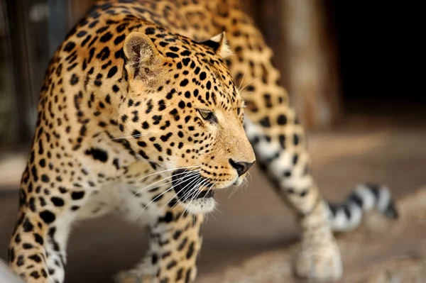 Leopardo — Foto de Stock