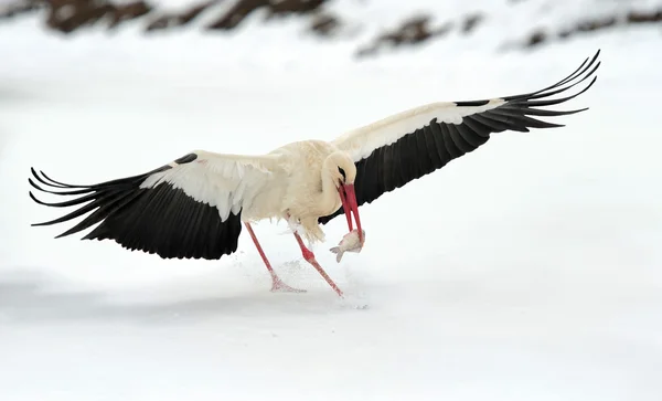 Stork — Stock Photo, Image