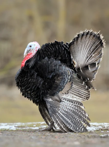 Turkey-cock — Stock Photo, Image