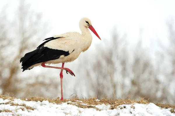 Stork — Stock Photo, Image