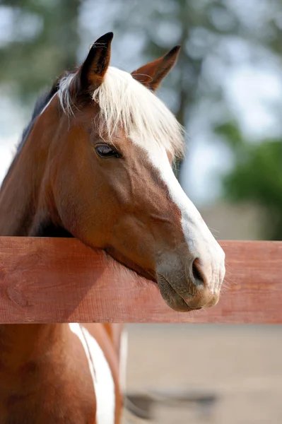 Arabiska viken häst — Stockfoto