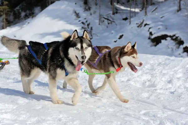 A team of Siberian sled dogs pulling a sled through the winter f — Stock Photo, Image