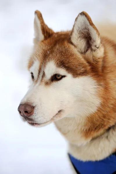 시베리안 허스키 개 겨울 초상화 — 스톡 사진