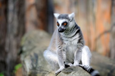 Lemur
