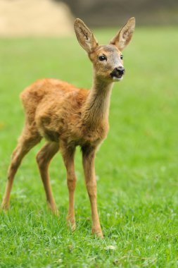 Baby deer clipart