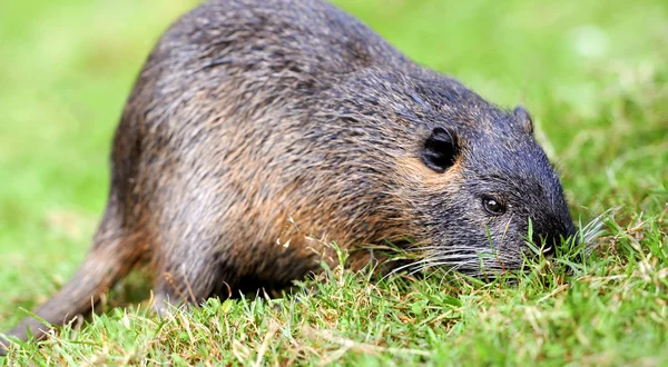 De muskusrat (ondatra zibethicus) — Stockfoto