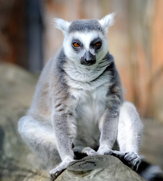 Lemur — Stockfoto