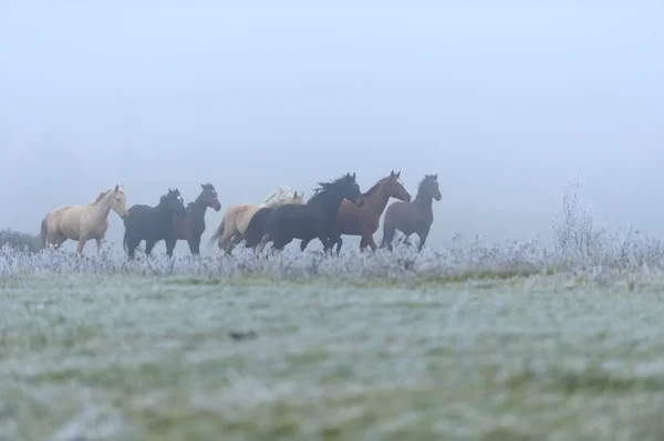 Paarden — Stockfoto