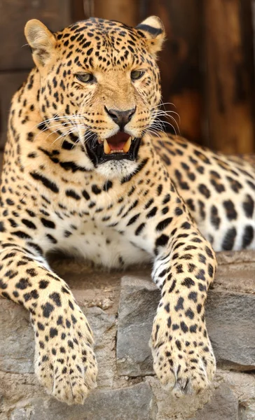 Leopardo — Fotografia de Stock