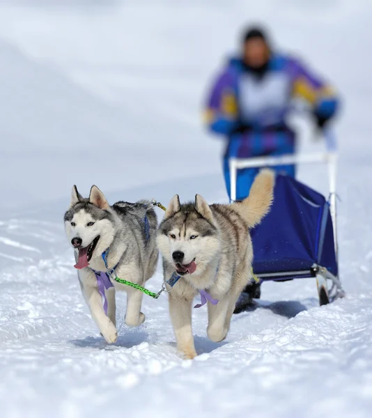 A team of Siberian sled dogs pulling a sled through the winter f — Stock Photo, Image