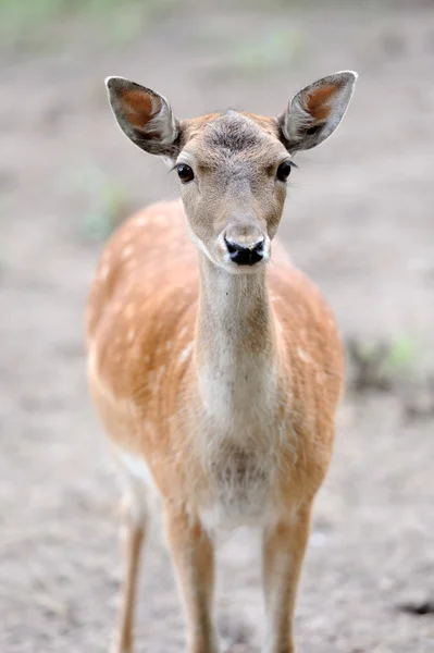 Dovhjort — Stockfoto