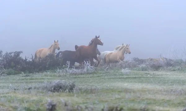 Paarden — Stockfoto