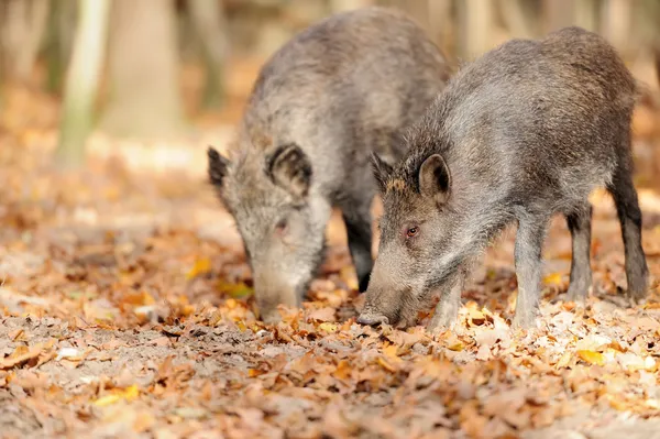 Wildschweine — Stockfoto