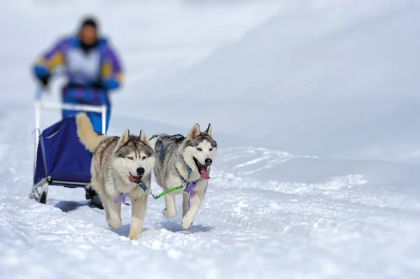 A team of Siberian sled dogs pulling a sled through the winter f — Stock Photo, Image