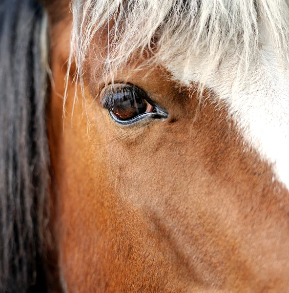 Eye of Arabian bay horse — Stock Photo, Image