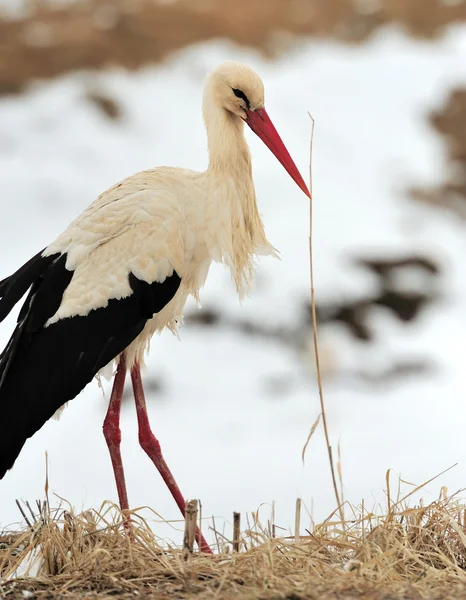 Stork at the park outdoors — Stock Photo, Image