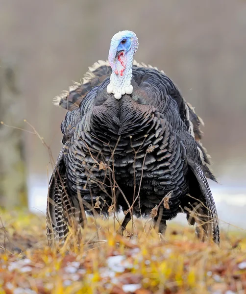 Polla de Turquía —  Fotos de Stock