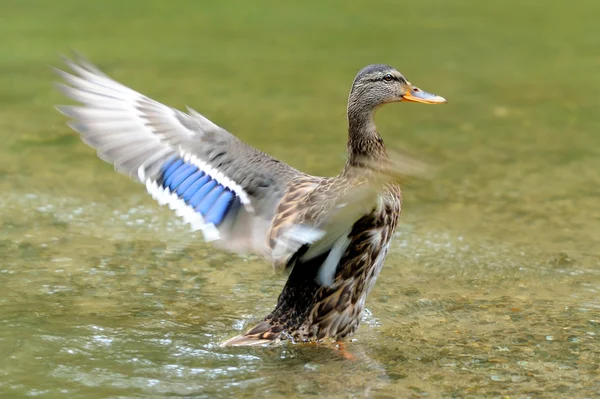 Duck — Stock Photo, Image