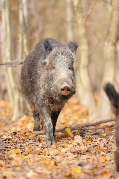 Wildschweine — Stockfoto