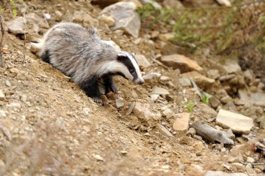 Badger near its burrow in the forest clipart