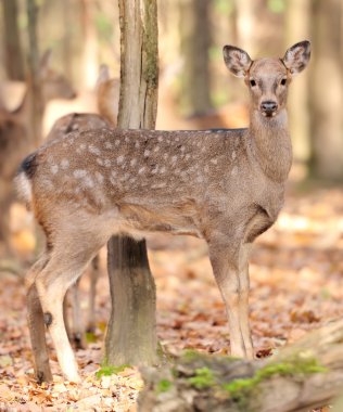sonbahar ormandaki geyik