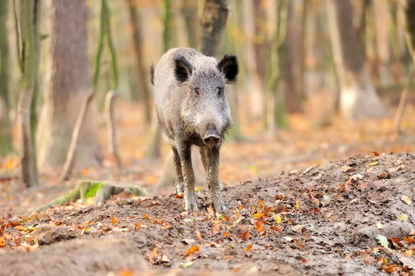 Wildschweine — Stockfoto