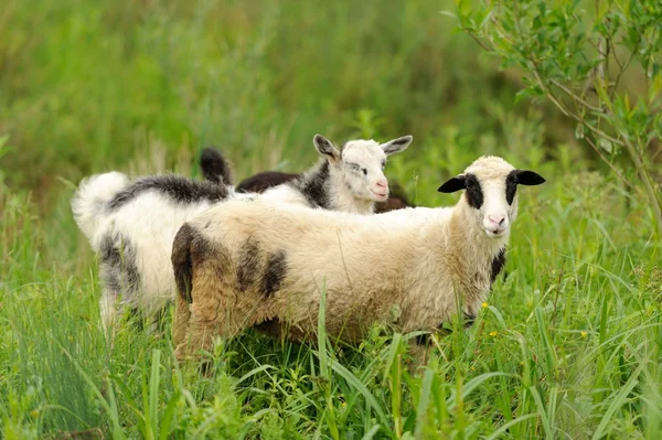 Får — Stockfoto