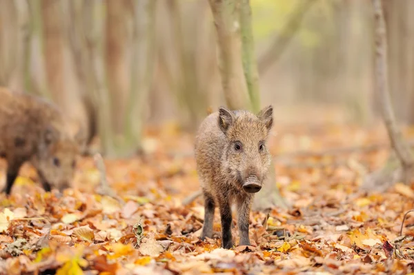 Wild boar — Stock Photo, Image