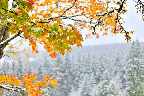 Primeira neve na floresta nas montanhas — Fotografia de Stock