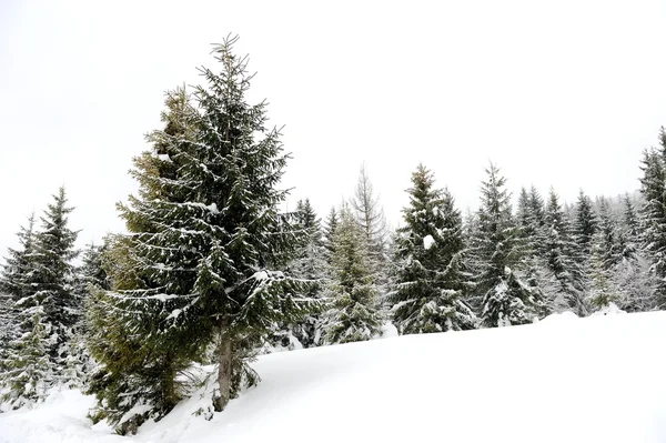 Schöner Winterwald — Stockfoto