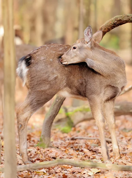 Deer in autumn forest — Stock Photo, Image