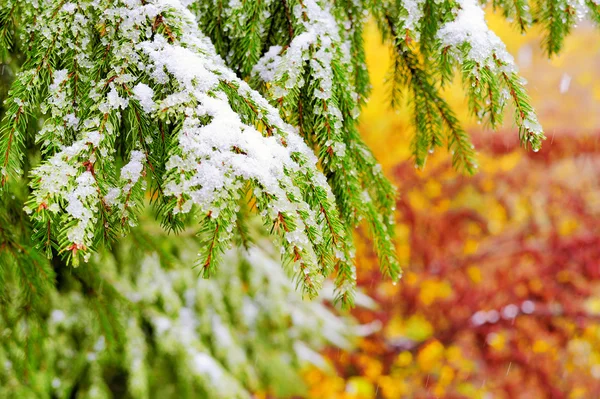 Branch with snow — Stock Photo, Image