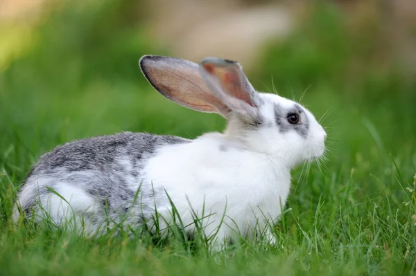 Rabbit — Stock Photo, Image