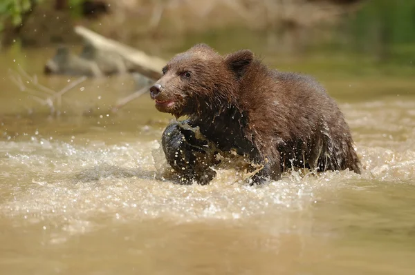 Medvěd hnědý mládě ve vodě — Stock fotografie