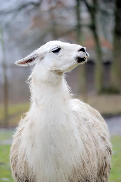 Alpaca — Stockfoto